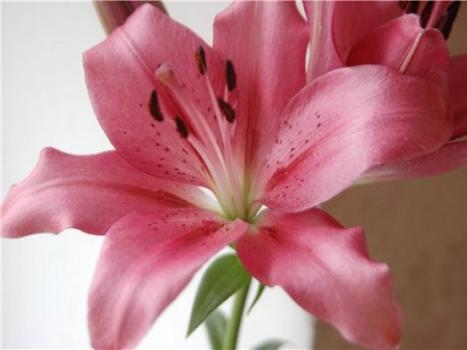 Альстромерия (50 фото): яркая и привлекательная лилия инков
