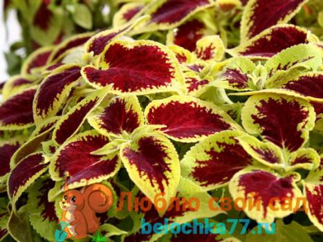Coleus yellow.  Types and varieties of coleus.  Caring for coleus at home.  Details