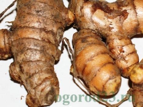 How to grow ginger at home in the garden?