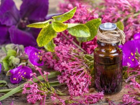 The healing properties of sage for women and its contraindications