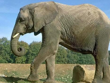 हाथियों के बारे में रोचक तथ्य