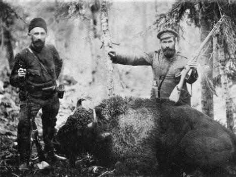 Kaukasischer Bison: Seiten der Geschichte