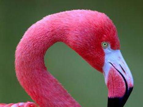 Kādas kājas ir flamingiem.  Rozā flamingo.  Rozā flamingo dzīvesveids un dzīvotne.  Flamingo dabiskie ienaidnieki