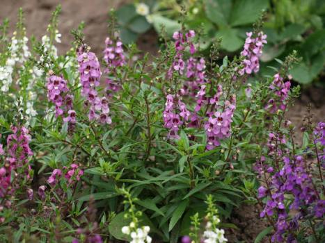 Anhedonia cultivation.  Angelonia.  Mandatory procedures include pruning faded flower stalks to the very base.