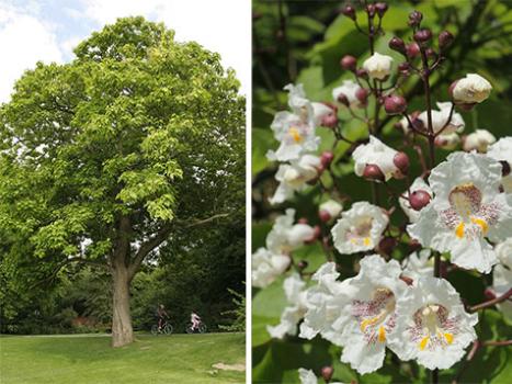 Features of growing a catalpa tree: planting and care