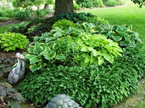 Hostade kasvatamise omadused aias, istutamine ja hooldamine