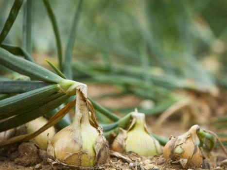 Growing onions: creating optimal conditions for its growing season